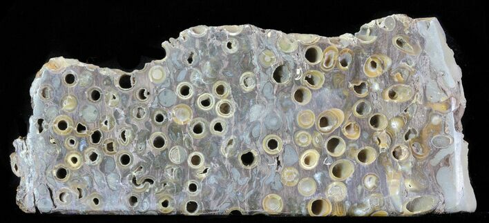 Slab Fossil Teredo (Shipworm Bored) Wood - England #63452
